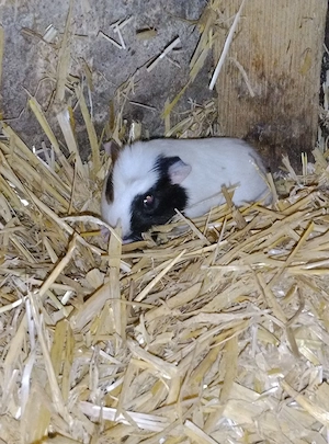 Meerschweinchen Weibchen abzugeben 