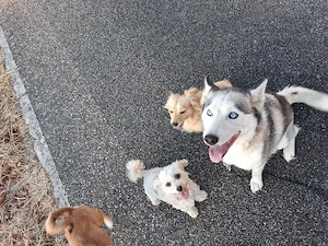 Husky Hündin