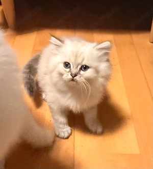 BlH Kitten Katzenbabys
