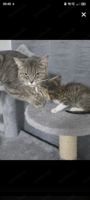 Katze BKH mix weiblich 1,2 Jahre alt 