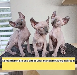 Wunderschöne Sphynx-Kätzchen   sofort abgabebereit