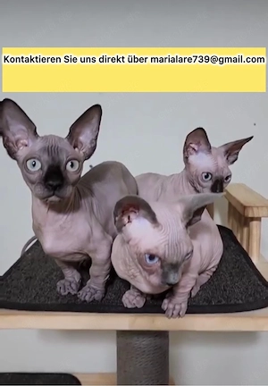 Wunderschöne, 12 Wochen alte Sphynx-Kätzchen abzugeben