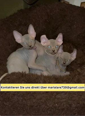 Wunderschöne, 12 Wochen alte Sphynx-Kätzchen abzugeben