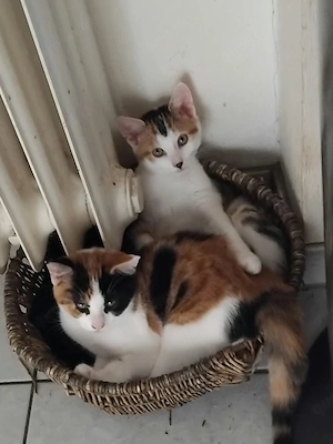 Junge Kitten