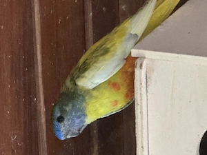 Glanzsittiche Weibchen Mänchen 
