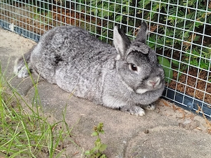 Geimpfte liebe Farbenzwerg Häsin 2 Jahre Zwergkaninchen Kaninchen Hase Zwerg Emsdetten Minizwerge 