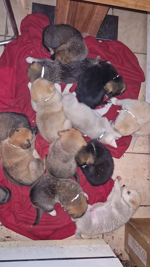 belgischer Schäferhund mix 