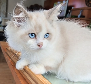 Reinrassige Ragdoll Babys geimpft entwurmt gechipt dürfen Ausziehen 