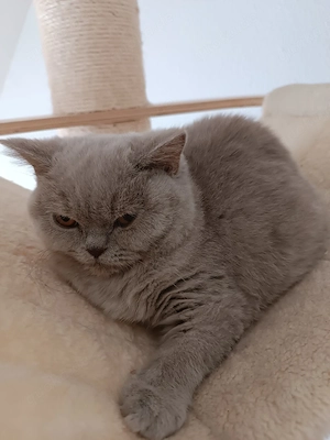 ab sofort Abgabebereit Reinrassige BKH Kitten mit Stammbaum Abgabebereit sofort 