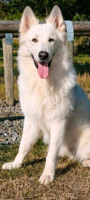 Weißer Schäferhund Rüde