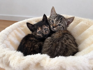 Zwei bezaubernde Kitten suchen gemeinsam ihr Für-immer-Zuhause     