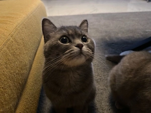 Zwei BKH Kater suchen ein neues Zuhause - voll Ausgestattet