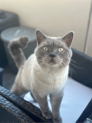    BKH Blue Point Kater als erfahrener Deckkater zu vermitteln   