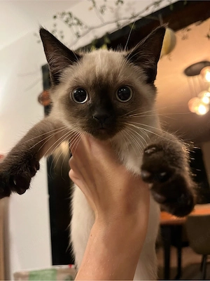 Siam Kitten ! ab sofort!