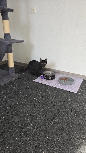 2 Katzenkinder