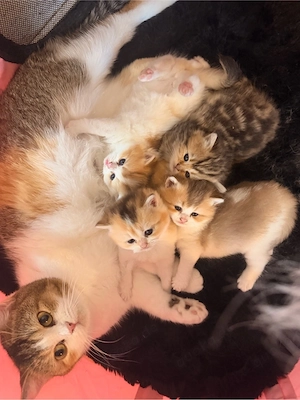 BKH kitten reinrassig Katzen Babys