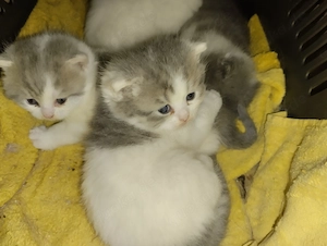 Zuckersüsse Exotic-Shorthairbabysin selten Farben suchen zu Weihnachten Wunderbare neue Menschen