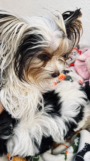 Zwei bezaubernde Biewer-Terrier-Mädchen suchen ein liebevolles Zuhause
