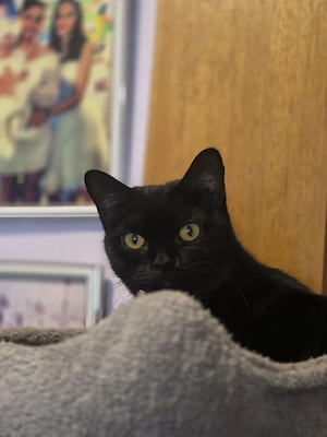 Britische kurzhaar katze 