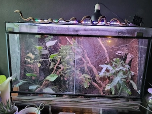Terrarien zu verkaufen