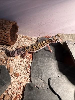 Leopardgecko Männchen 