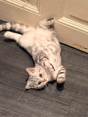 Kleiner süßer Bkh Kater sucht Dich