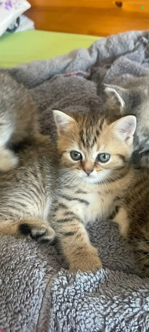 Süße Katzen suchen ein liebevolles Zuhause!  