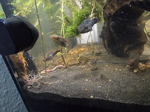 Kammkugelfische 