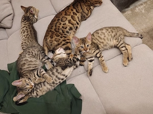 Bengal -Kittys 