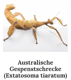 Australische Gespenstschrecken mit Exo Terra