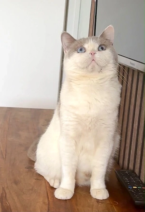 Bkh Mädchen Blaue Augen