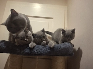 babykitten 