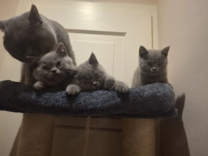 babykitten 