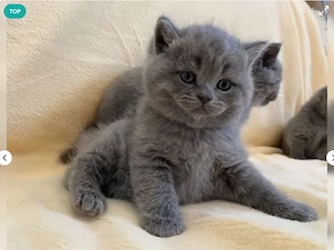 Liebevolle Britisch-Kurzhaar-Kitten suchen ein neues Zuhause 