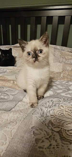 Britisch-Kurzhaar-Katze sucht liebevolles Zuhause 