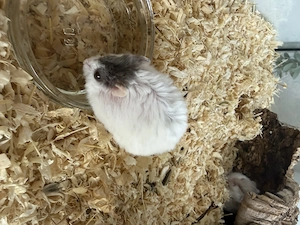 Campbell Zwerghamster Weibchen 