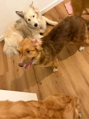 Nova Scotia Duck Tolling Retriever Australian Shepherd Welpe Nala    