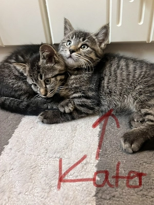 Süße Baby Katzen 