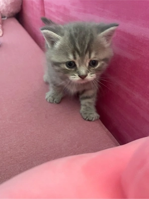 Süße Katzen suchen ein liebevolles Zuhause!  