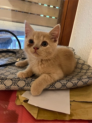    5 Katzen suchen ein liebevolles Zuhause!   