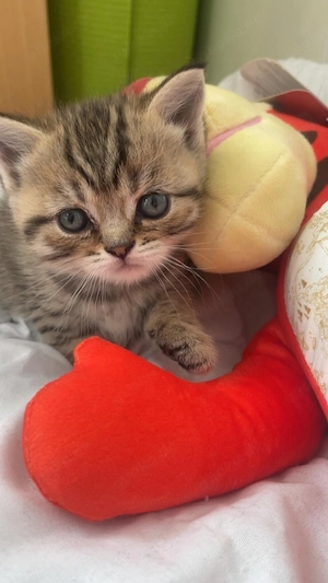 Süße katzen suchen ein liebevolles Zuhause!