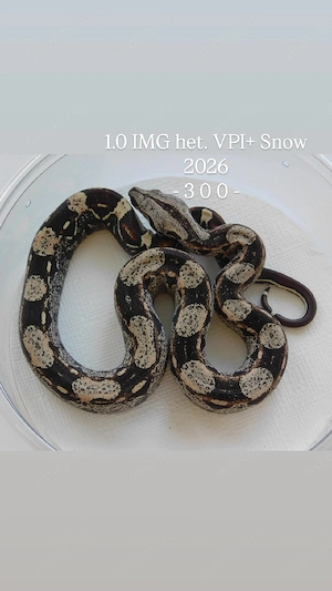 2.0 Boa Männchen IMG het. VPI+ Snow | Boa constrictor imperator abzugeben!