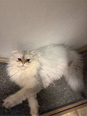 BLH Kitten Mädchen 