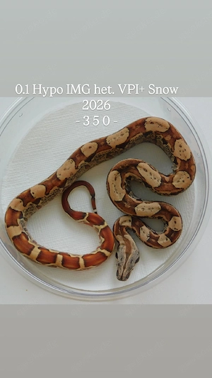 0.1 Boa Weibchen IMG het. VPI+ Snow abzugeben! Boa imperator Jungtiere