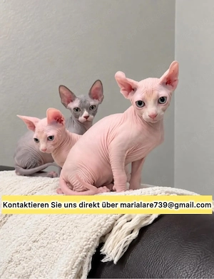 Sphynx-Kätzchen   Männchen & Weibchen verfügbar   12 Wochen alt