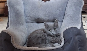 Katzenbaby,Kitten ,Maine Coonmix Kater