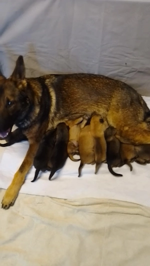 Schäferhundwelpen suchen ein schönes Zuhause
