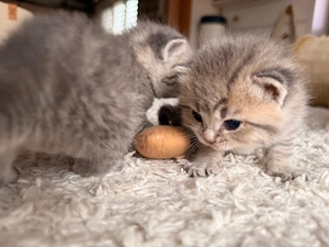 5 reinrassige bkh Kater