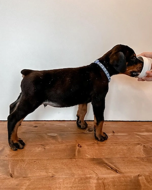 Entzückende Dobermann-Welpen für liebevolle Familien