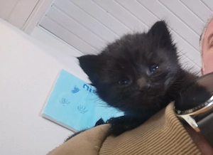 4 katzenbabys schwarz 